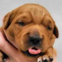 Red Girl 2yr Health, a female Golden Retriever for sale in Copperopolis, CA – Photo 1 of 8