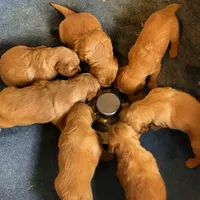 Red Girl 2yr Health, a female Golden Retriever for sale in Copperopolis, CA – Photo 3 of 8