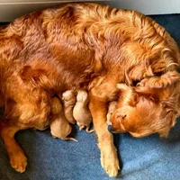 Red Girl 2yr Health, a female Golden Retriever for sale in Copperopolis, CA – Photo 8 of 8