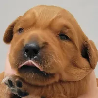 Red Girl 2yr Health, a female Golden Retriever for sale in Copperopolis, CA – Photo 5 of 8