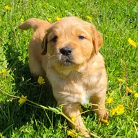 Red Girl 2yr Health, a female Golden Retriever for sale in Copperopolis, CA – Photo 4 of 8