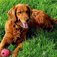 Red Girl 2yr Health, a female Golden Retriever for sale in Copperopolis, CA – Photo 6 of 8