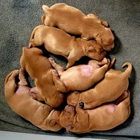 Red Girl 2yrHealth Guarantee, a  Golden Retriever for sale in Copperopolis, CA – Photo 6 of 9