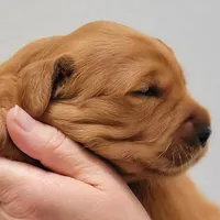Red Girl 2yrHealth Guarantee, a  Golden Retriever for sale in Copperopolis, CA – Photo 5 of 9