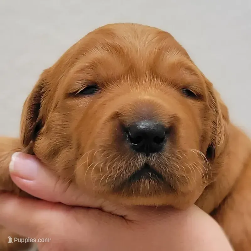 Red Girl 2yrHealth Guarantee