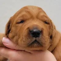 Red Girl 2yrHealth Guarantee, a  Golden Retriever for sale in Copperopolis, CA – Photo 1 of 9