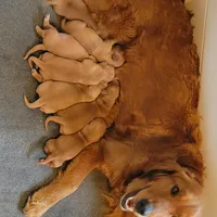 Red Girl 2yrHealth Guarantee, a  Golden Retriever for sale in Copperopolis, CA – Photo 8 of 9