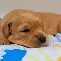 Red Girl 2yrHealth Guarantee, a  Golden Retriever for sale in Copperopolis, CA – Photo 7 of 9