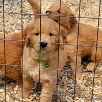 Red Girl 2yrHealth Guarantee, a  Golden Retriever for sale in Copperopolis, CA – Photo 4 of 9