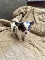 Oreo, a male Chihuahua for sale in Downey, CA – 3 of 4