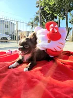 Choco , a female Chihuahua for sale in Downey, CA – Photo 8 of 9