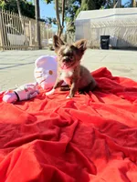 Choco , a female Chihuahua for sale in Downey, CA – Photo 7 of 9