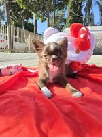 Choco , a female Chihuahua for sale in Downey, CA – Photo 2 of 9