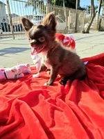 Choco , a female Chihuahua for sale in Downey, CA – Photo 9 of 9