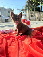 Choco , a female Chihuahua for sale in Downey, CA – Photo 6 of 9