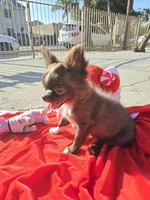 Choco , a female Chihuahua for sale in Downey, CA – Photo 5 of 9