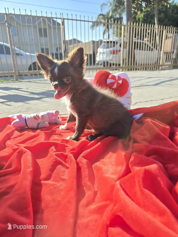 Choco  – Chihuahua puppy for sale in Downey, CA
