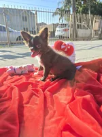Choco , a female Chihuahua for sale in Downey, CA – Photo 1 of 9