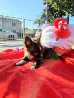 Choco , a female Chihuahua for sale in Downey, CA – Photo 4 of 9