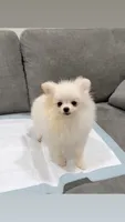 Cotton , a male Pomeranian for sale in Downey, CA – 6 of 6