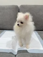 Cotton , a male Pomeranian for sale in Downey, CA – 2 of 6