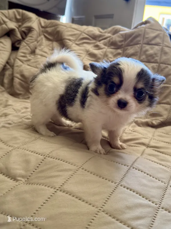Oreo – Chihuahua puppy for sale in Downey, CA