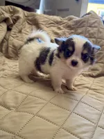 Oreo, a male Chihuahua for sale in Downey, CA – 1 of 4