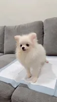 Cotton , a male Pomeranian for sale in Downey, CA – 3 of 6