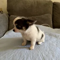Oreo, a male Chihuahua for sale in Downey, CA – 2 of 4