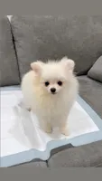 Cotton , a male Pomeranian for sale in Downey, CA – 4 of 6