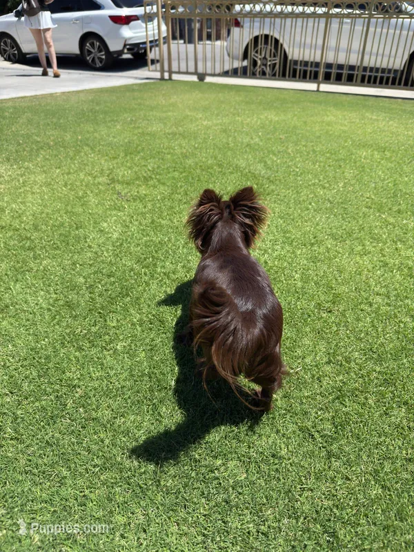 Apple head chihuahua  – Chihuahua puppy for sale in Downey, CA