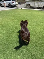 Apple head chihuahua , a male Chihuahua for sale in Downey, CA – 1 of 4