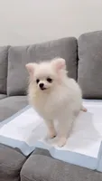 Cotton , a male Pomeranian for sale in Downey, CA – 5 of 6