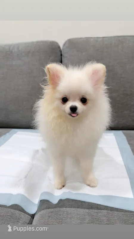 Cotton  – Pomeranian puppy for sale in Downey, CA