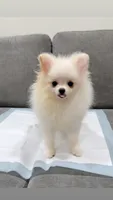 Cotton , a male Pomeranian for sale in Downey, CA – 1 of 6