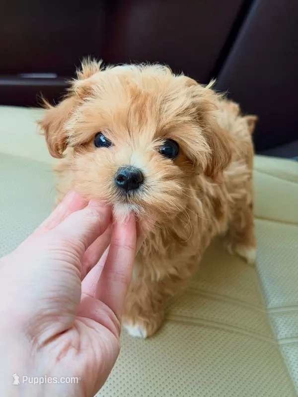 Dexu – Maltipoo, Poodle - Toy  puppy for sale in Sacramento, CA
