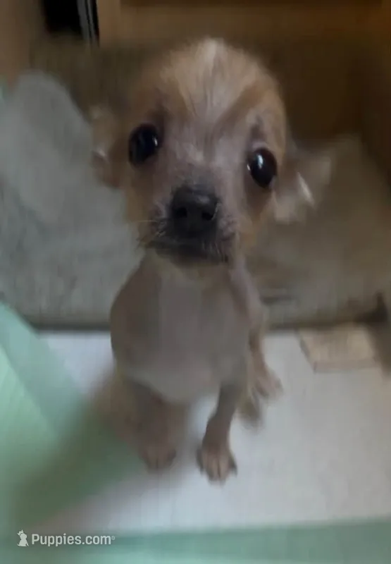 Puksa – Chihuahua puppy for sale in Hatboro, PA