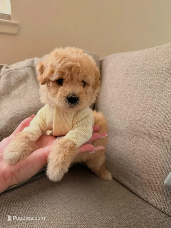 Dexu – Maltipoo, Poodle - Toy  puppy for sale in Sacramento, CA