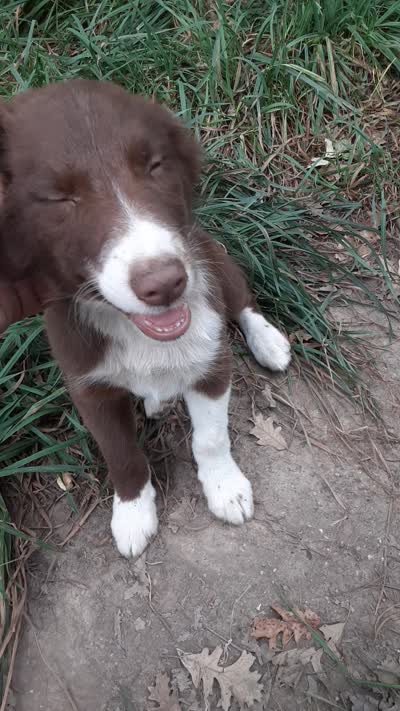 Puppy # 2, a male Australian Shepherd for sale in Stuart, IA – 5 of 5
