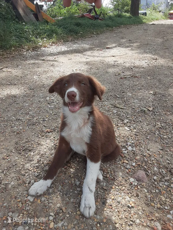 Puppy # 2 – Australian Shepherd puppy for sale in Stuart, IA