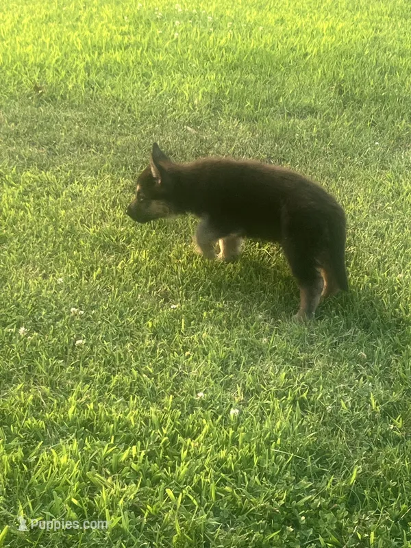 Roy – German Shepherd Dog puppy for sale in Shippensburg, PA