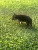 Roy, a male German Shepherd Dog for sale in Shippensburg, PA – 1 of 3