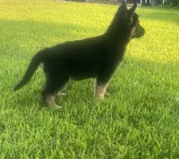 Lilly, a female German Shepherd Dog for sale in Shippensburg, PA – 3 of 3