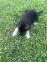 Lilly, a female German Shepherd Dog for sale in Shippensburg, PA – 2 of 3