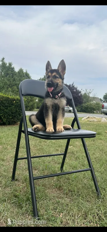 Bailey, a female German Shepherd Dog for sale in Shippensburg, PA – Photo 1 of 2