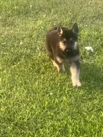 Roy, a male German Shepherd Dog for sale in Shippensburg, PA – 3 of 3