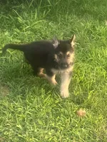 Roy, a male German Shepherd Dog for sale in Shippensburg, PA – 2 of 3