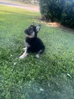 Lilly, a female German Shepherd Dog for sale in Shippensburg, PA – 1 of 3