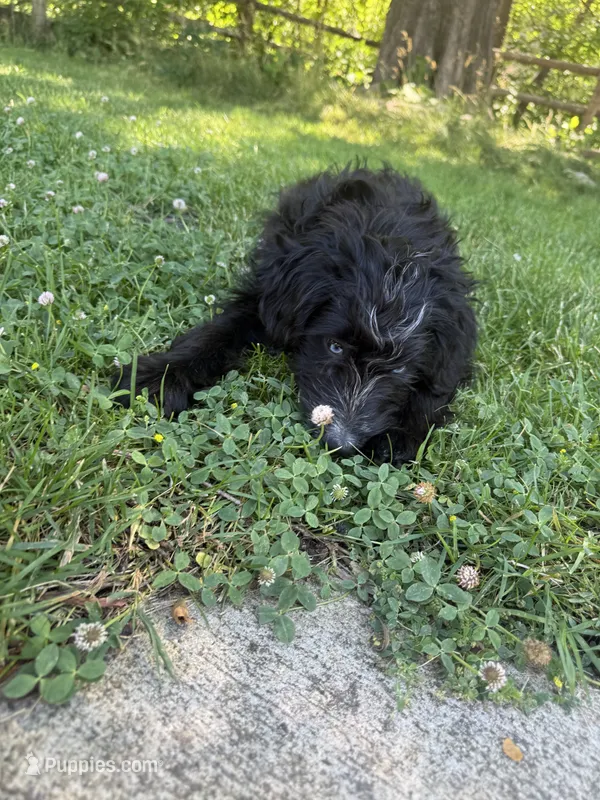 Stella – Aussiedoodle puppy for sale in Boise, ID