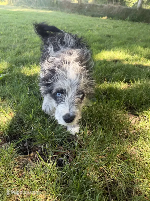 Belle – Aussiedoodle puppy for sale in Boise, ID